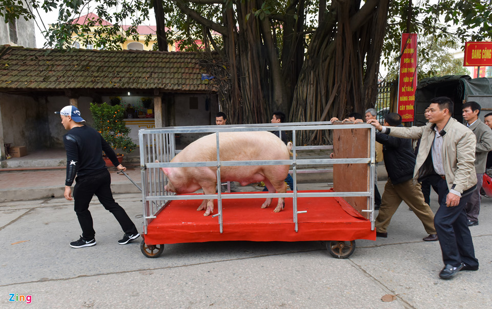 Ông lợn ngày ăn hoa quả, đêm ngủ mắc màn ở hội rước La Phù